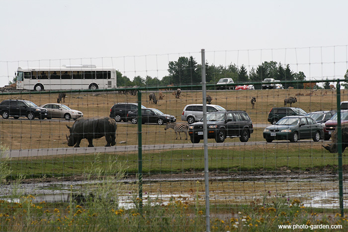 African Lion Safari