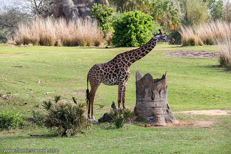 Animal Kingdom
