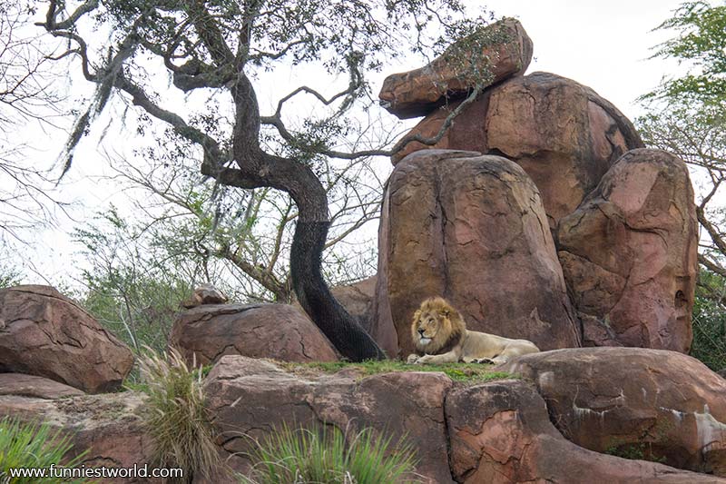 Animal Kingdom